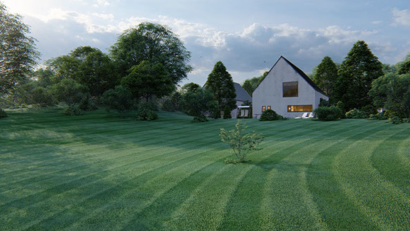 grass on the hillside594x335