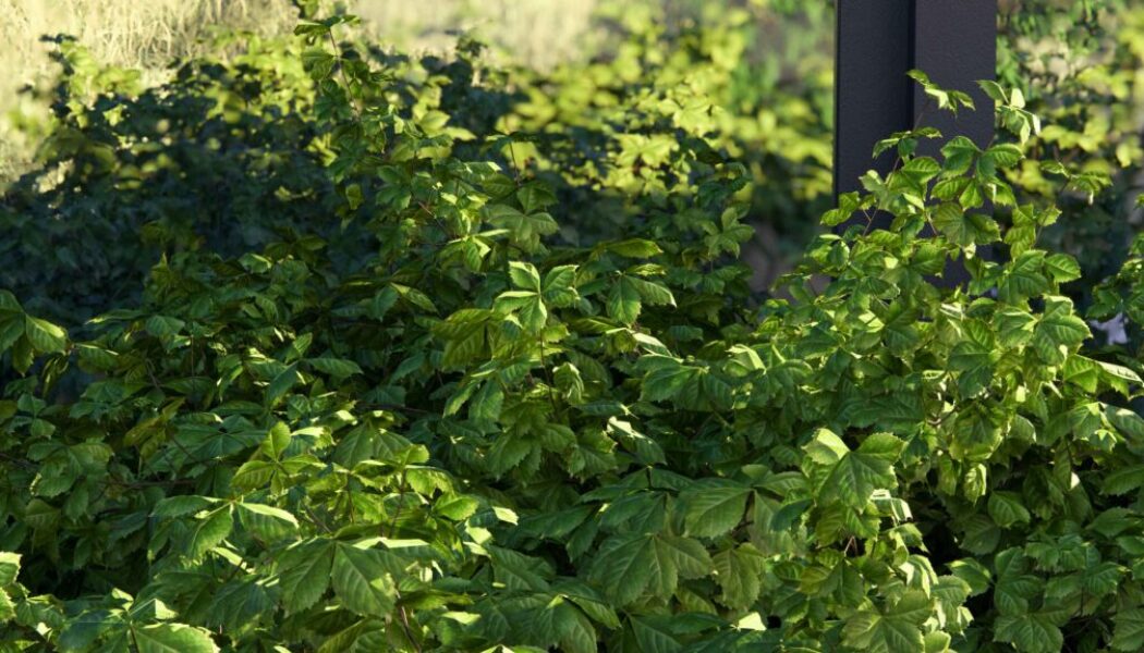 RT-nature-Virginia-creeper