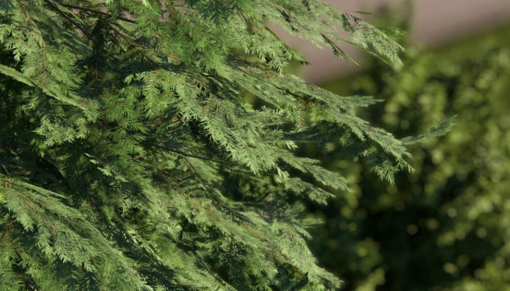 pro-26-nature-macro-shot-leaves-close-up