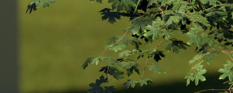 pro-26-nature-macro-shot-leaves-detail