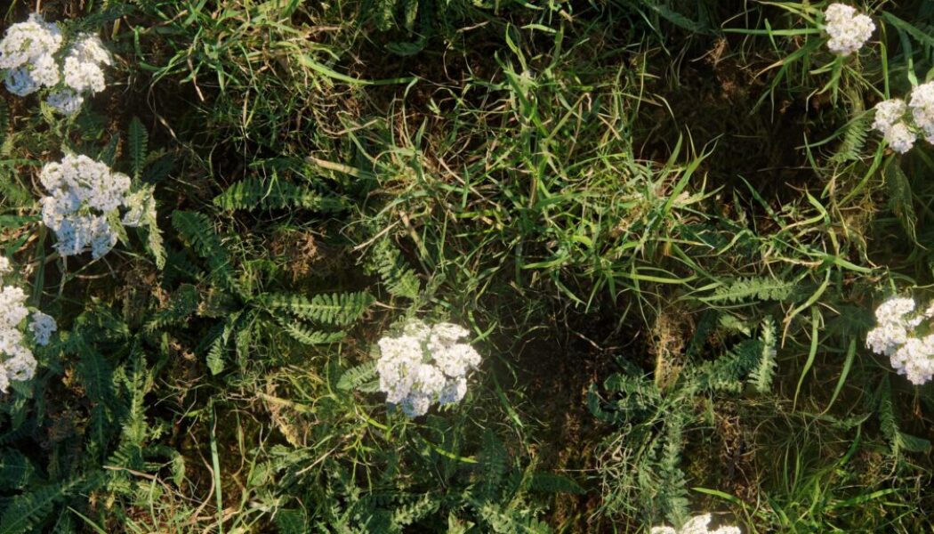 pro-26-photogrammetry-weeds