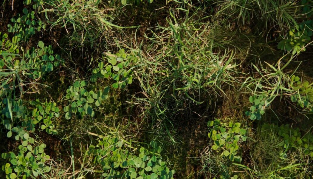 pro-26-photogrammetry-weeds-trifolium